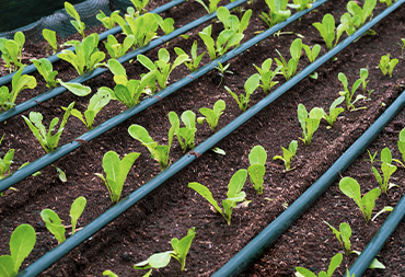 Drip Irrigation and Sustainability